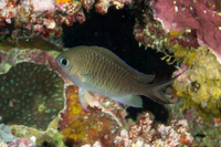 Chromis ternatensis (Ternate Chromis)