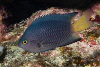 Pomacentrus imitator (Imitator Damsel)