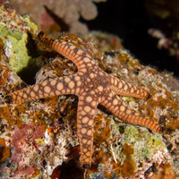 Fromia indica (Indian Sea Star)
