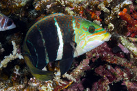 Hemigymnus fasciatus (Barred Thicklip)