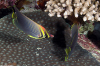 Chaetodon baronessa (Eastern Triangular Butterflyfish)