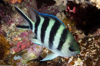 Abudefduf sexfasciatus (Scissortail Sergeant)