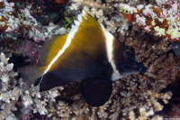Heniochus varius (Humphead Bannerfish)