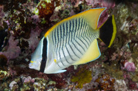 Chaetodon trifascialis (Chevroned Butterflyfish)