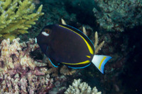 Acanthurus nigricans (Whitecheek Surgeonfish)