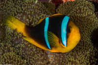 Amphiprion chrysopterus (Orangefin Anemonefish)