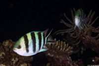 Abudefduf sexfasciatus (Scissortail Sergeant)