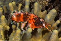 Dendrochirus biocellatus (Twinspot Lionfish)
