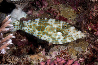 Aluterus scriptus (Scrawled Filefish)