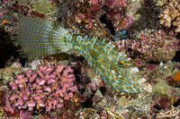 Aluterus scriptus (Scrawled Filefish)