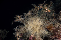 Astroboa nuda (Giant Basket Star)