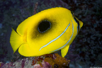 Chaetodon bennetti (Eclipse Butterflyfish)