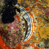 Spondylus varius (Variable Thorny Oyster)