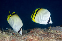 Chaetodon vagabundus (Vagabond Butterflyfish)