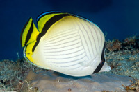 Chaetodon vagabundus (Vagabond Butterflyfish)