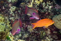 Pseudanthias squamipinnis (Scalefin Anthias)