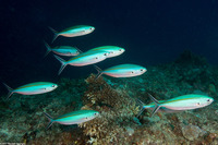 Caesio caerulaurea (Scissortail Fusilier)