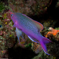 Pseudanthias pascalus (Purple Queen)