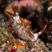 Nembrotha lineolata (Lined Nembrotha)