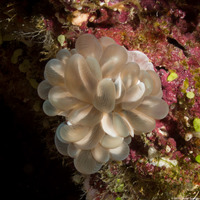 Plerogyra sinuosa (Pearl Bubble Coral)