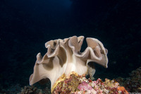 Sarcophyton trocheliophorum (Elephant Ear Coral)