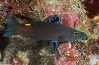 Belonoperca chabanaudi (Arrowhead Soapfish)
