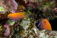 Serranocirrhitus latus (Hawk Anthias)