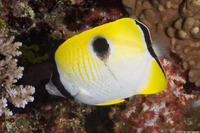 Chaetodon unimaculatus (Teardrop Butterflyfish)