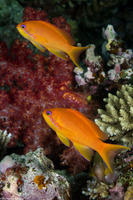 Pseudanthias squamipinnis (Scalefin Anthias)
