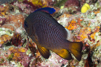 Dascyllus trimaculatus (Threespot Dascyllus)