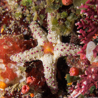 Neoferdina cumingi (Cuming's Sea Star)