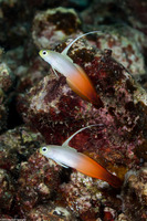 Nemateleotris magnifica (Fire Dartfish)