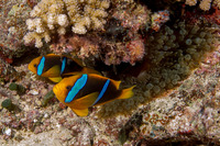 Amphiprion chrysopterus (Orangefin Anemonefish)