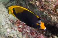Chaetodon flavirostris (Black Butterflyfish)