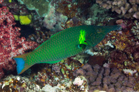 Gomphosus varius (Bird Wrasse)
