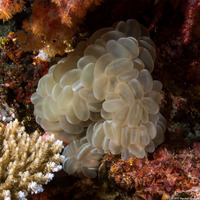 Plerogyra sinuosa (Pearl Bubble Coral)