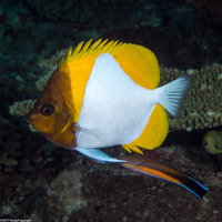 Hemitaurichthys polylepis (Pyramid Butterflyfish)