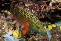 Oxycheilinus digramma (Cheek-Lined Wrasse)