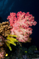 Dendronephthya sp.1 (Dendronephthya)