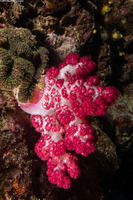 Dendronephthya sp.1 (Dendronephthya)