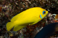 Centropyge flavissima (Lemonpeel Angelfish)