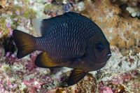 Dascyllus trimaculatus (Threespot Dascyllus)