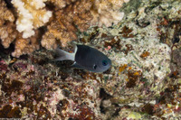 Chromis margaritifer (Bicolor Chromis)