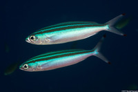 Pterocaesio trilineata (Threestripe Fusilier)