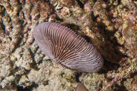 Fungia fungites (Common Mushroom Coral)