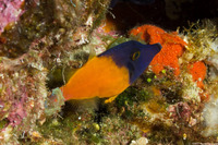 Pervagor melanocephalus (Blackheaded Filefish)