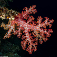 Dendronephthya sp.1 (Dendronephthya)