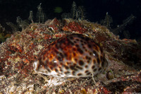 Cypraea tigris (Tiger Cowry)