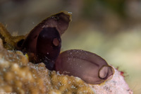 Clavelina robusta (Robust Clavelina)