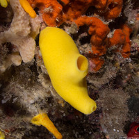 Leucetta chagosensis (Lemon Sponge)